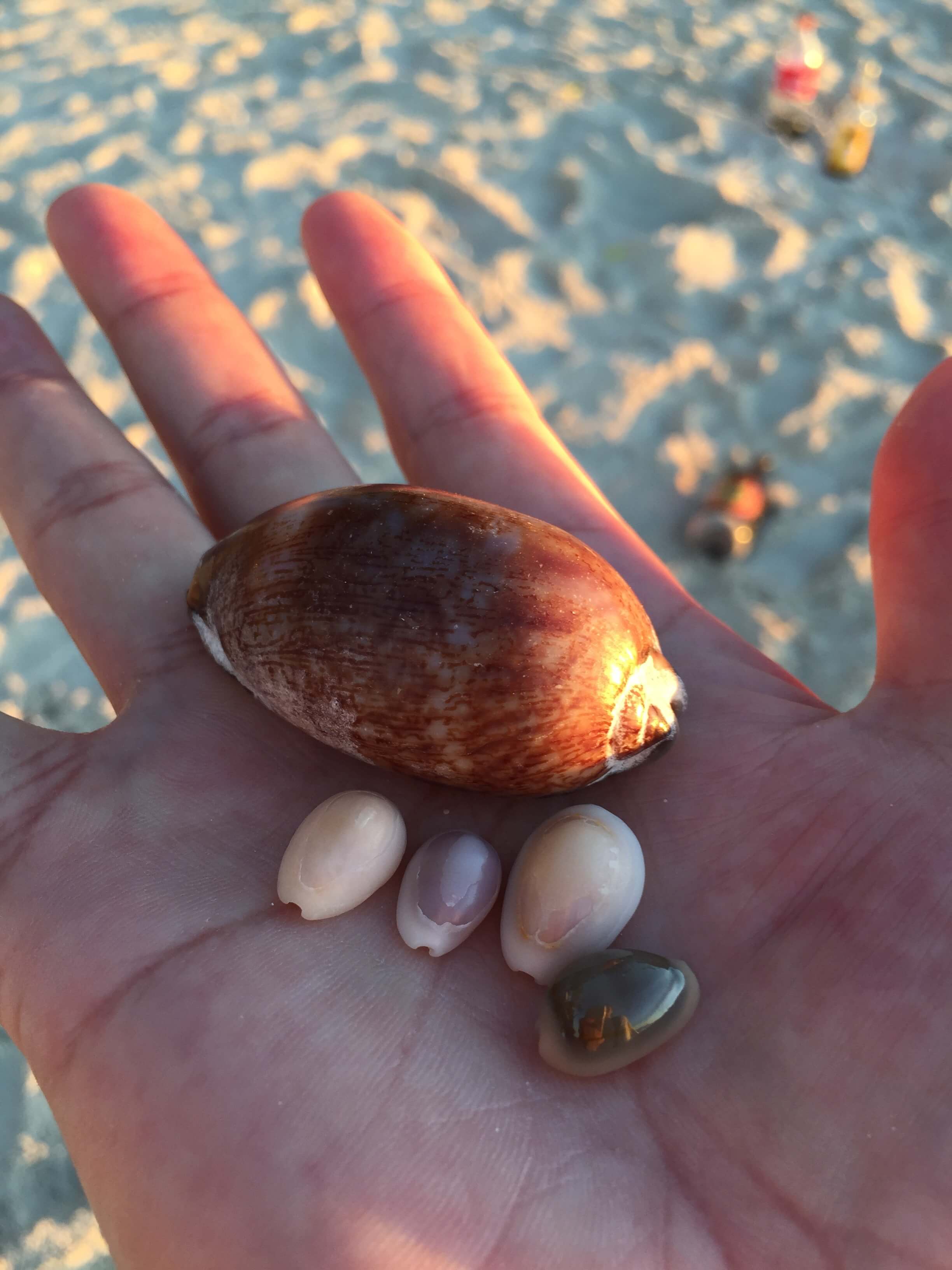 Shells at Alona Beach